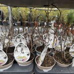 Arónia čiernoplodá (Aronia prunifolia) ´HUGIN´ - výška 20-30 cm, kont. P13